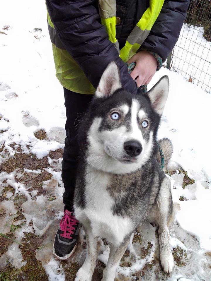 Paco Husky male avec un beau masque, pas sociable 2008 REFU38 ADOPTE 10995910