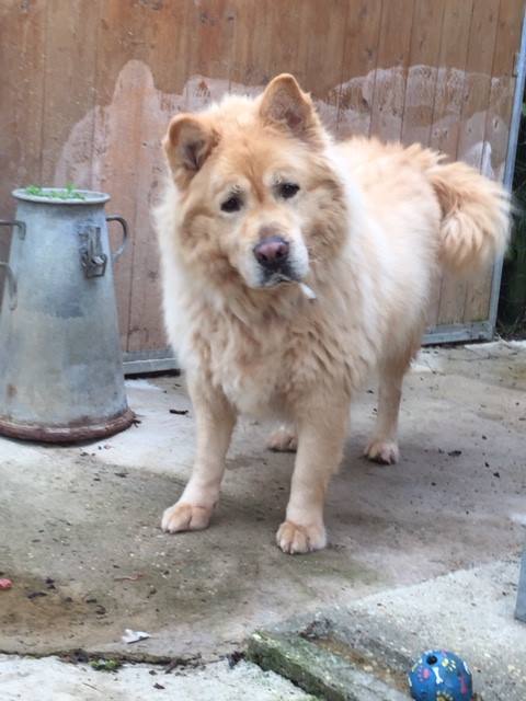 CHOUCHOU, type x chow-chow, (m )) 01/05/2007/ - LDAS REF(72) - Page 2 11015210