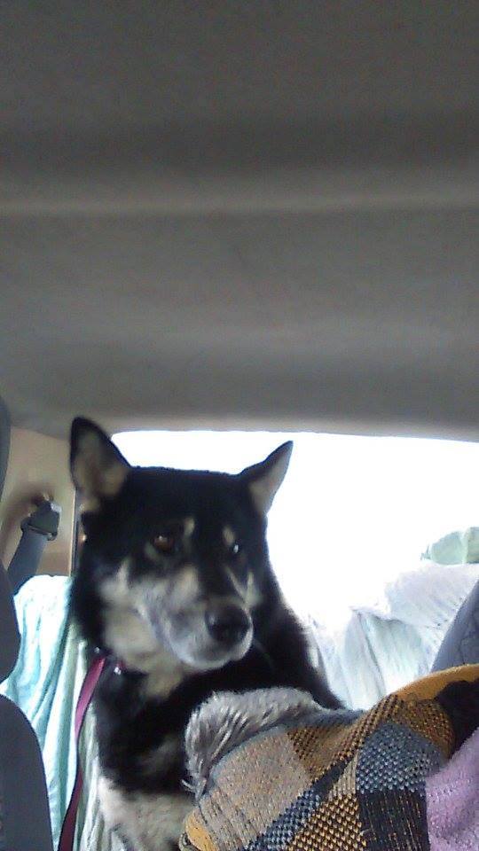 OURAL x husky (m) 3 ans ok congénères et chats ROUMANIE 11034210
