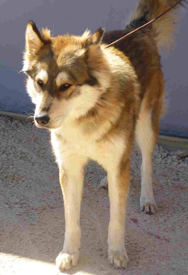 HUMPHREY x husky malamute (m) 2012/ok congénères ESPAGNE ADOPTE 11046510