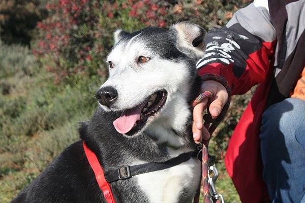 FRISKA x husky (f) 4 ans, je suis pleine de vie REFU34 ADOPTé 14245810