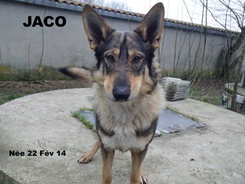  JACO type chien loup tchécoslovaque, né 22-02-2014, sociable REFU82   ADOPTER 14881510