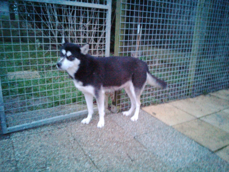  URGENT  Neige husky (f) 2 ans PART50  ADOPTEE 16174910