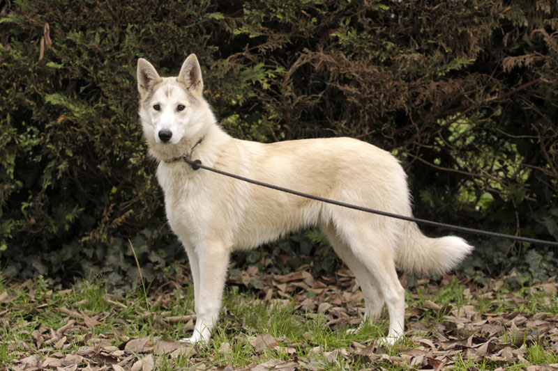Chanel ou JUNE X Husky - Femelle - 2 ans pas de chats très affectueuse REFU:24 ADOPTEE 168710