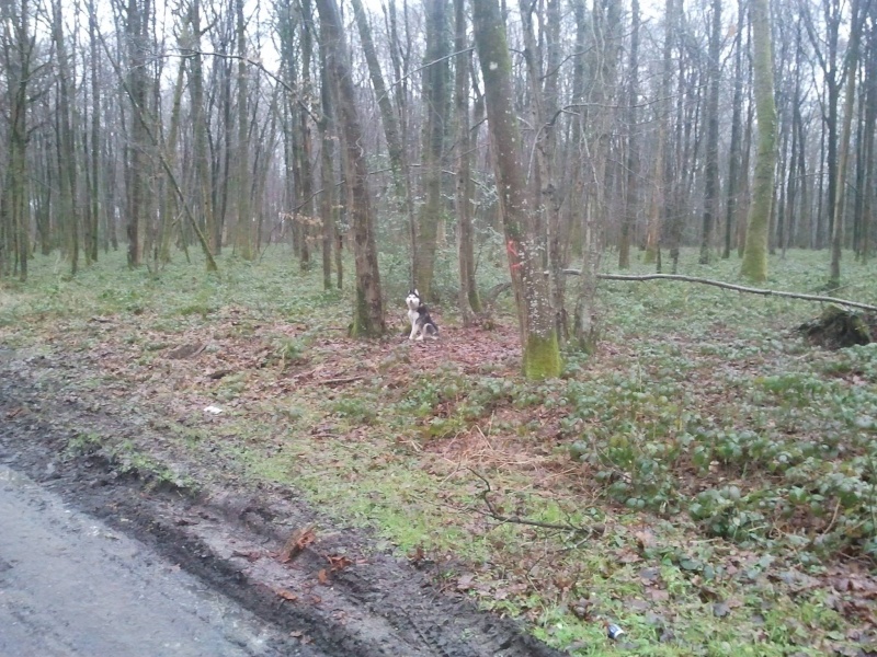 Ipso Husky (m) 04/04/2013 REFU02 DECEDE 18013710