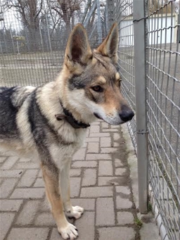 IVORY Chien-Loup Tchecoslovaque (f) 1 an LOF REFU68 ADOPTEE 22088c10