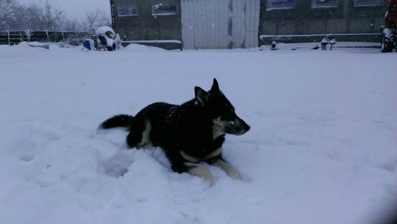 OURAL x husky (m) 3 ans ok congénères et chats ROUMANIE 25045810