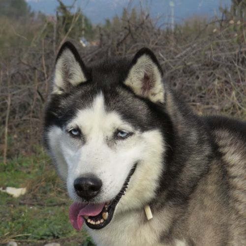 Balto Husky (m)14/02/2010 Ok congénères REFU83 ADOPTE 500_0110