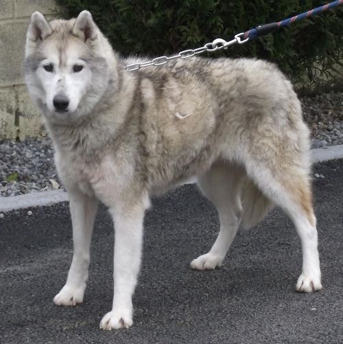 Tender love husky (f) senior gris et blanc 13/04/2002 REFU59 ADOPTEE 500_d910