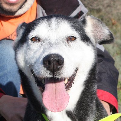 FRISKA x husky (f) 4 ans, je suis pleine de vie REFU34 ADOPTé 75233_10