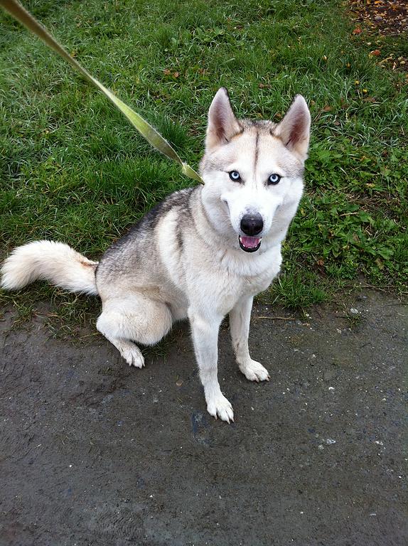 LORCA, Husky (m), né le 17.11/09 ok congénères très vif REFU Suisse ADOPTE A8acf515