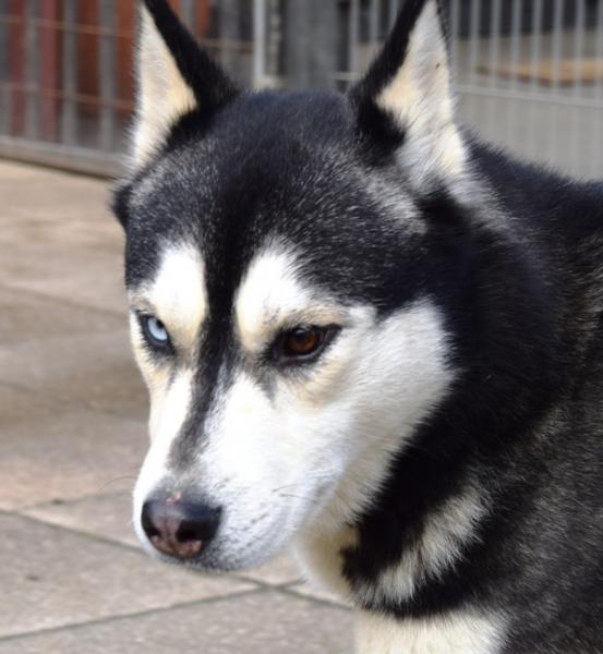 Balto, Husky (m) 04/2013 noir et blanc REFU35 ADOPTE Balto_10