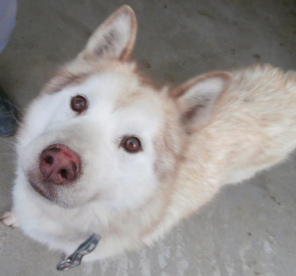 Dawson, Husky (m) 06/2008 cuivré REFU10 SAUVETAGE ADOPTE Dawson10