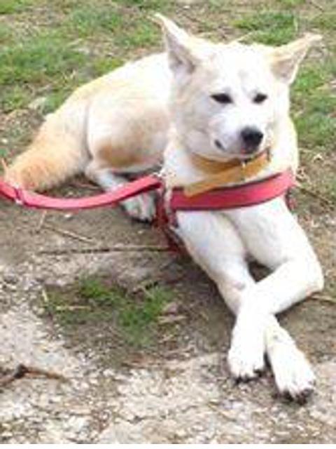 Sweetie Akita Inu rousse 4 ans (f) ASSO44 ADOPTEE Getdog10