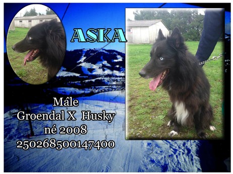 Aska, berger groenendeal x husky (m) né 2008 REFU22 Image10