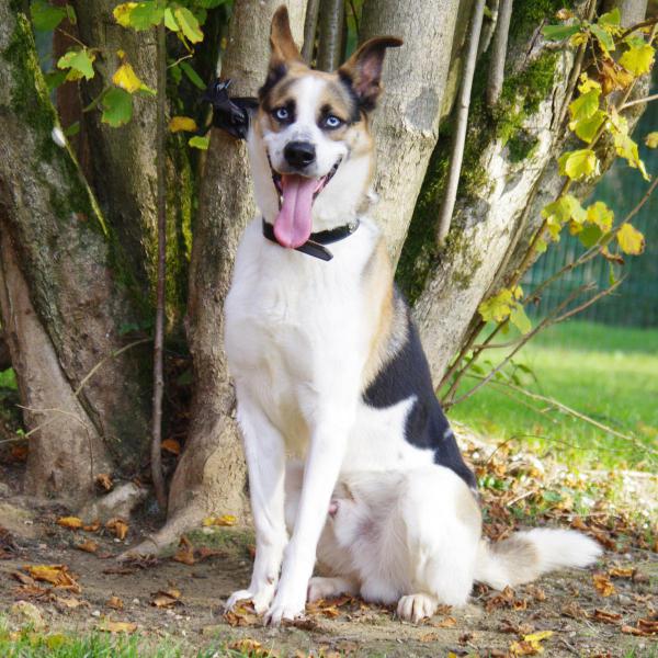 Smiley x husky (m)10/2011/un peu timide REFU78 ADOPTE Imgp0211
