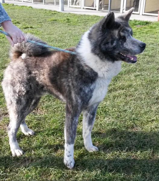 Kenji, Akita inu (m) 12/2007 bringé pas de chats REFU80 ADOPTE Kenji_10