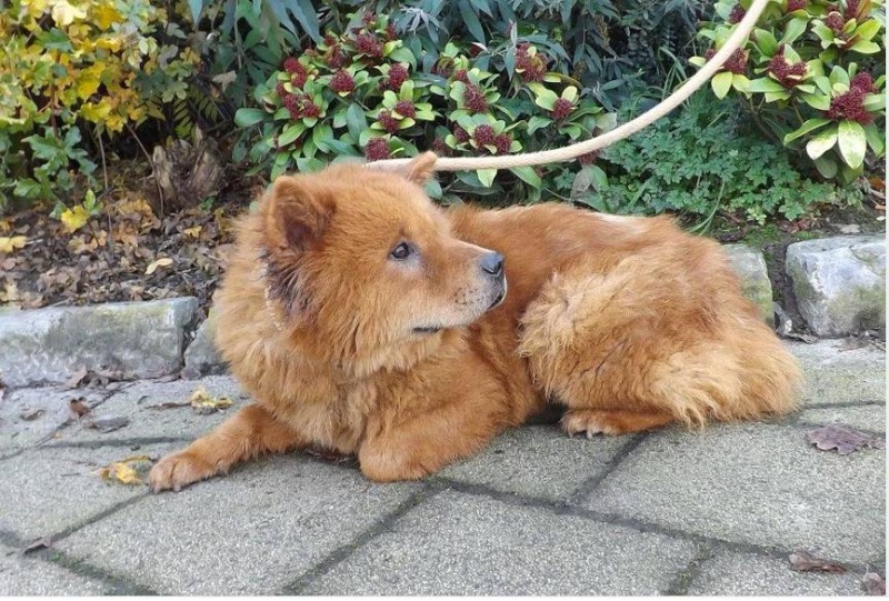 MAYLEEN, rescapée d'une usine à chiots - en Belgique 2 ans ADOPTEE Maylee10
