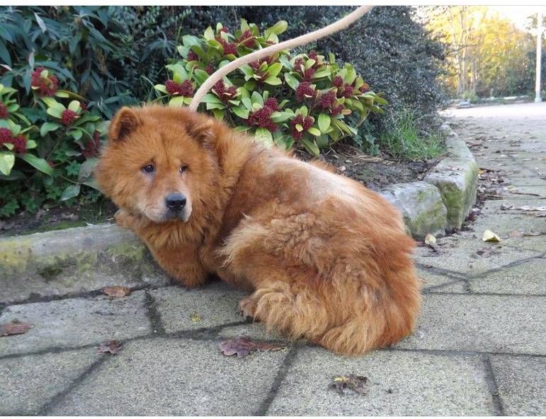 MAYLEEN, rescapée d'une usine à chiots - en Belgique 2 ans ADOPTEE Maylee11