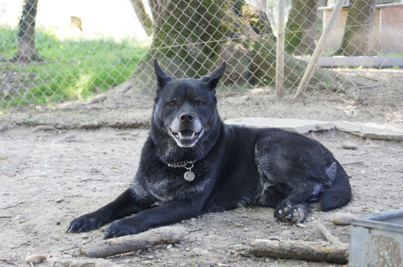 Shaïko chow chow x labrador (m)01/10/2004 REFU SUISSE Shaiko10