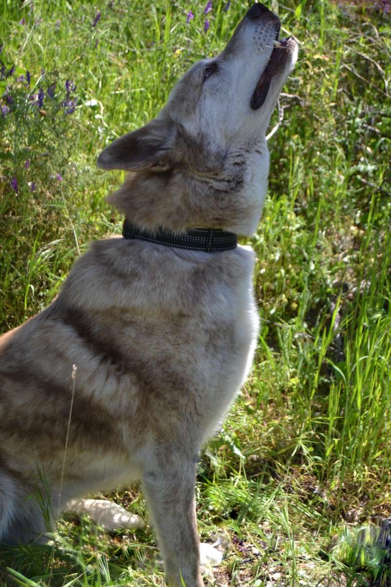 Solo adorable husky/mastin 6 ans sociable attend depuis + 1 an en pension (La Rioja, Espagne) ADOPTER Solo5_10