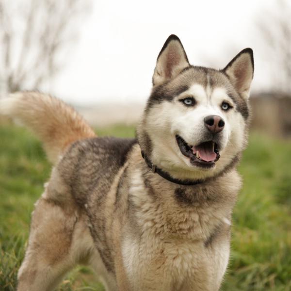 Titus, husky (m) 06/2012 REFU77   ADOPTE Titus_10