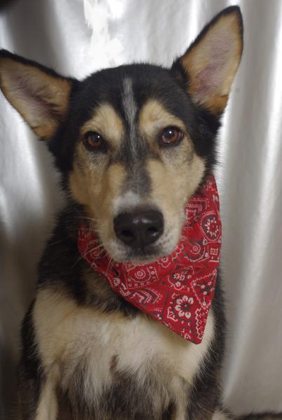 YELLOW Husky x berger (f) 07/2008 ok congénères REFU78 Adopter Yellow11