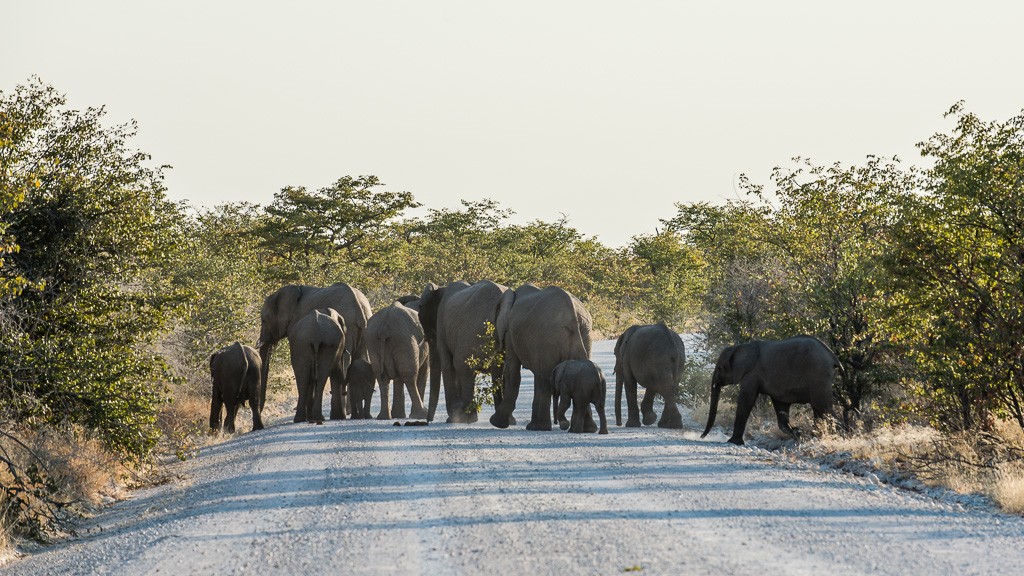 Reportage: L'eau et les éléphants Part 1, 2 et 3 _dsc2011