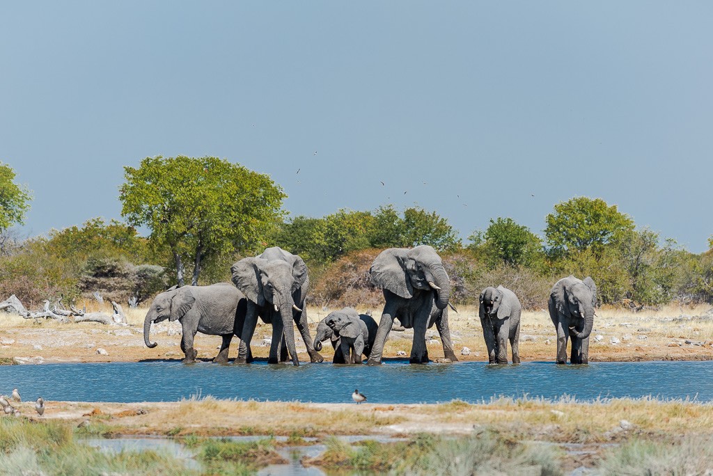 Reportage: L'eau et les éléphants Part 1, 2 et 3 _dsc2013