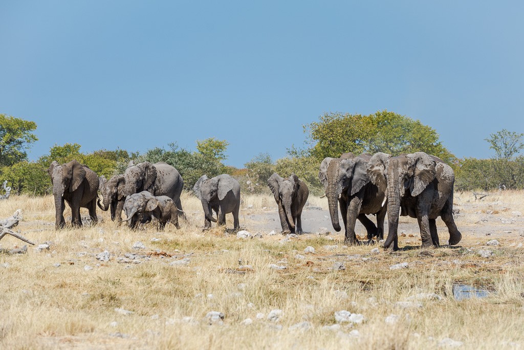 Reportage: L'eau et les éléphants Part 1, 2 et 3 _dsc2016