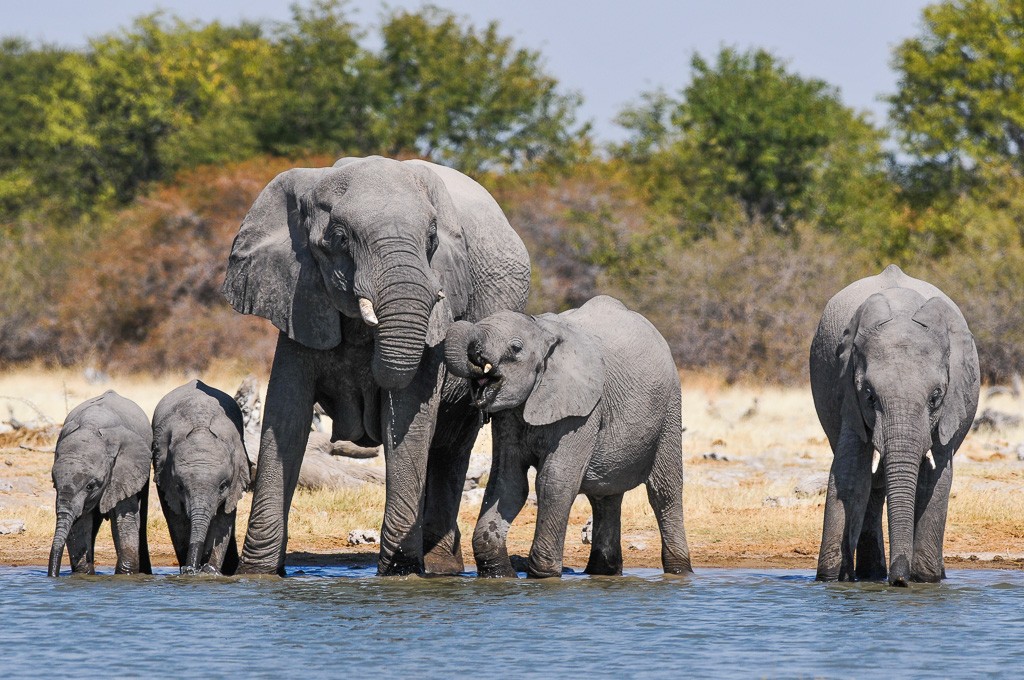 Reportage: L'eau et les éléphants Part 1, 2 et 3 _dsc5910