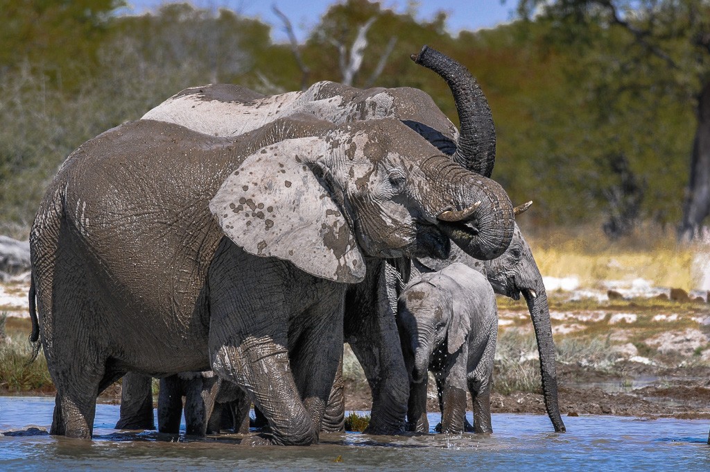 Reportage: L'eau et les éléphants Part 1, 2 et 3 _dsc6013