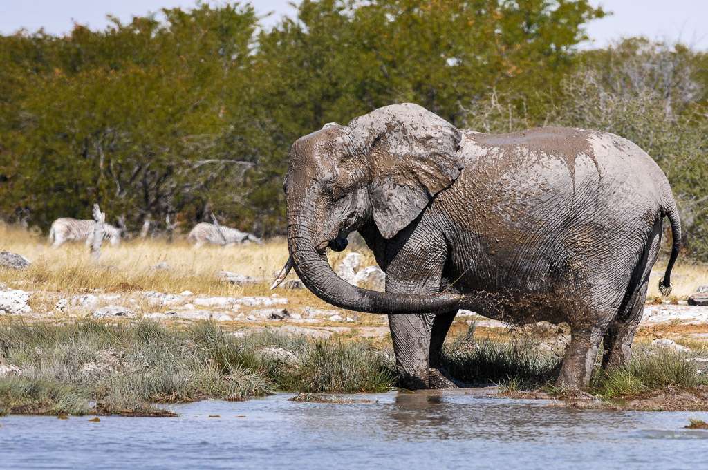 Reportage: L'eau et les éléphants Part 1, 2 et 3 _dsc6014