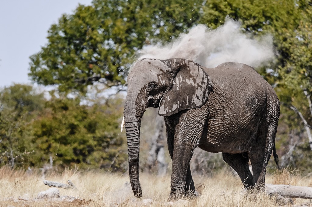 Reportage: L'eau et les éléphants Part 1, 2 et 3 _dsc6015