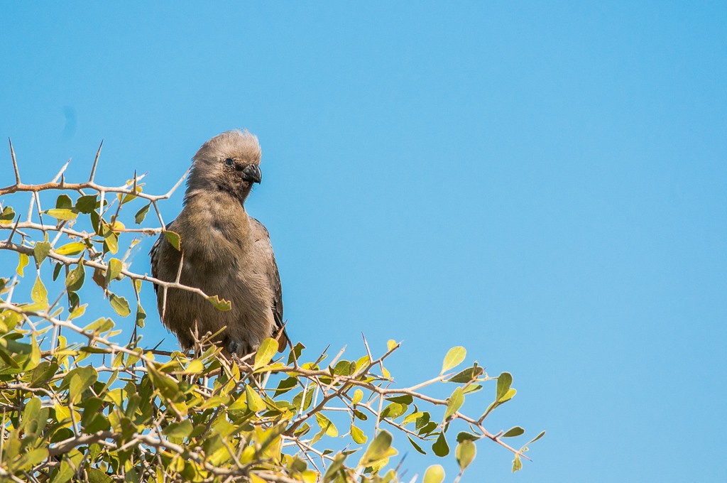 Touraco concolore _dsc6310