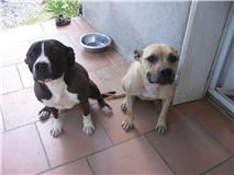 SOS pour 2 chiens menacé d'ethanasie Perke-10