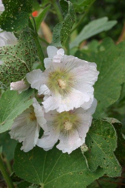 Alcea rosea -2011- !!! Img_0018