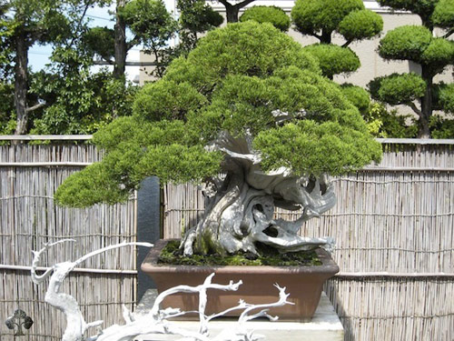 Chiêm ngưỡng mẫu bonsai đẹp nhất thế giới 00910