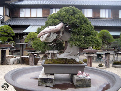 Chiêm ngưỡng mẫu bonsai đẹp nhất thế giới 13751710