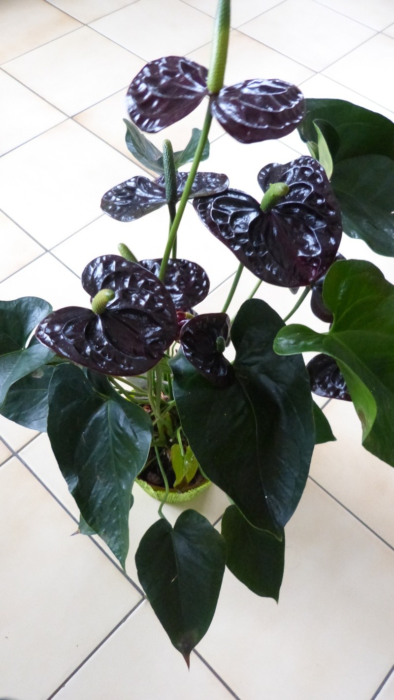anthurium black wite P1050325