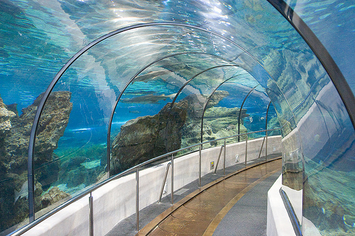 Aquarium de barcelone Aquari11