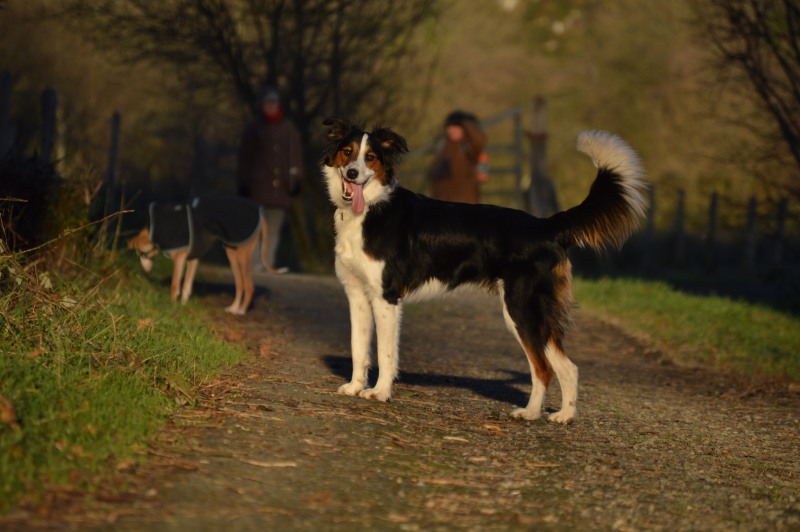 Mes 3 loups en sortie  Dsc_0022