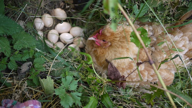 poussins, encore et toujours P1090111