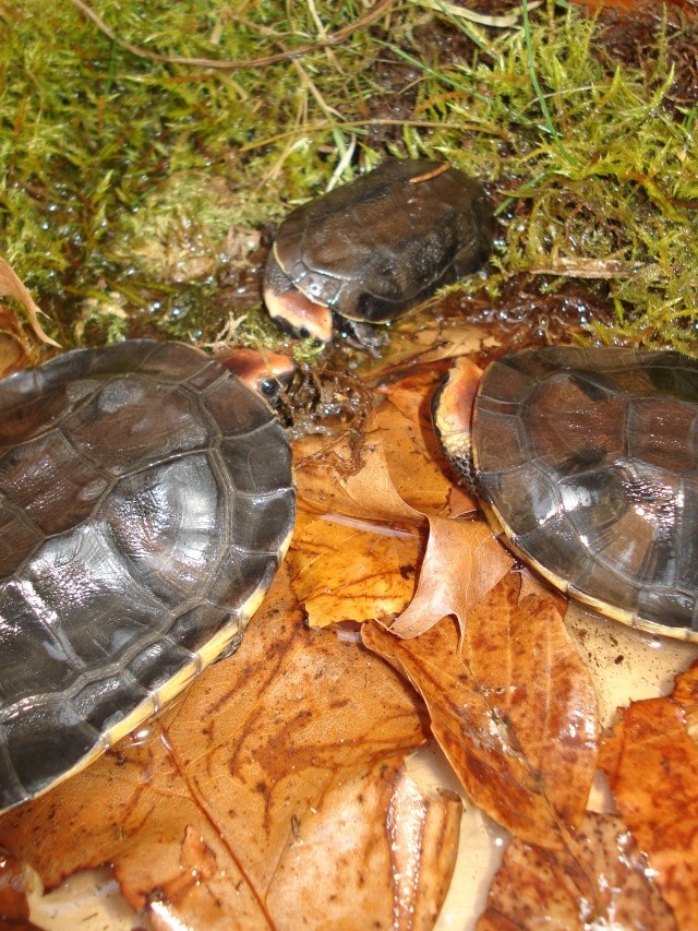 Platemys platycephala (nouvelle génération) 00911