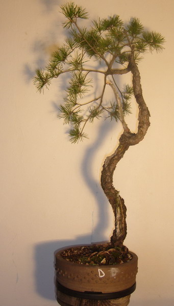 Pinus sylvestris Austria P1050710