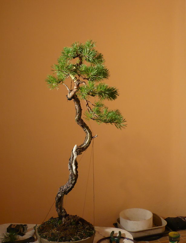 Pinus sylvestris Austria P1070811