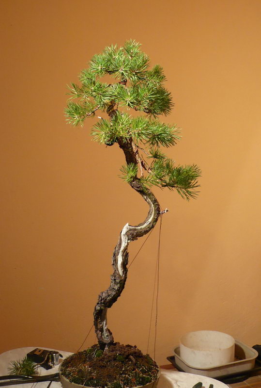 Pinus sylvestris Austria P1070812