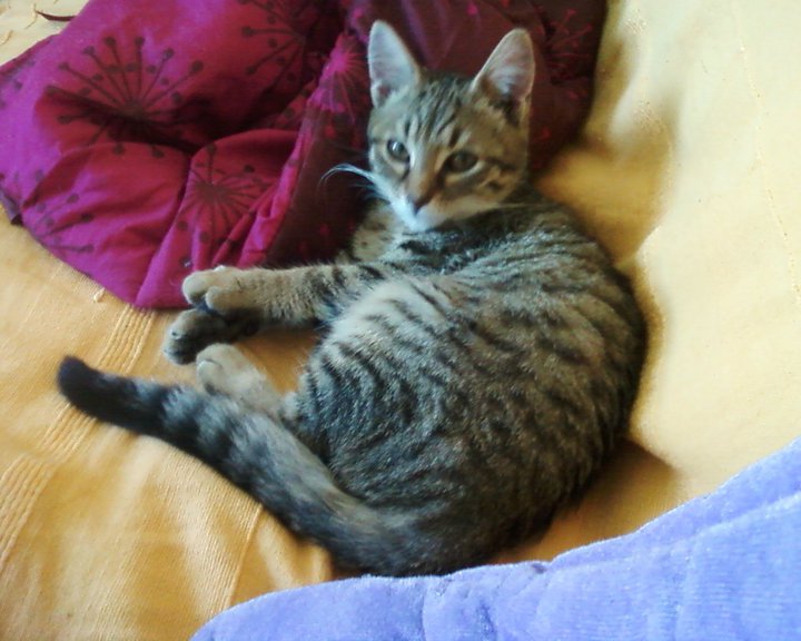 SOCRATE chaton de 4 mois ADOPTÉ !! 33998_10