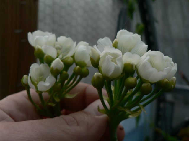 fleurs de 'Big One' P1130510