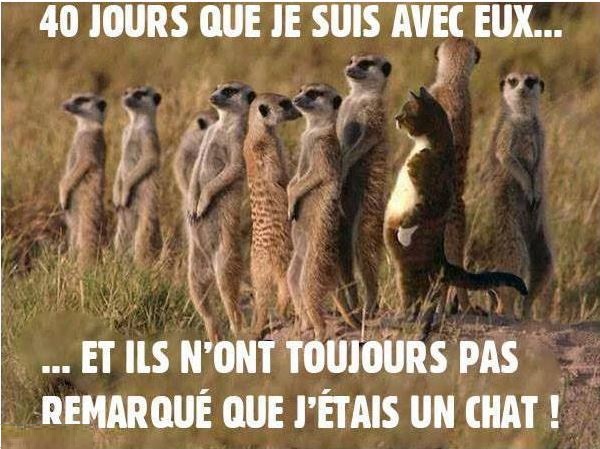 HUMOUR : le chat dans tous ses états - Page 8 Captur12